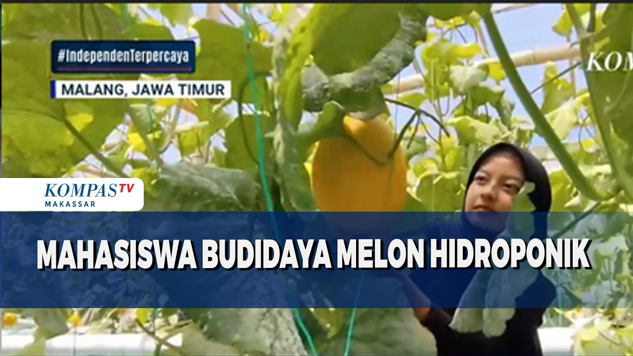 Mahasiswa Budidaya Melon Hidroponik