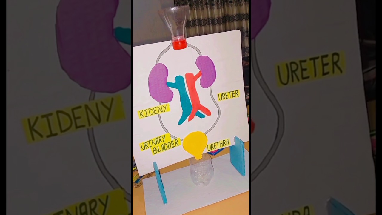 School Science Project | Kidney Working Model #shorts #project #biology #science
