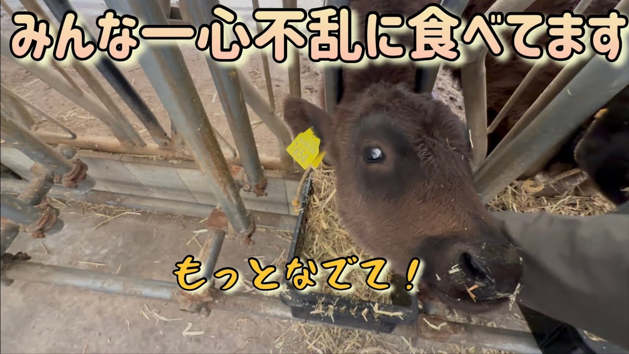 子牛達は食べ盛り