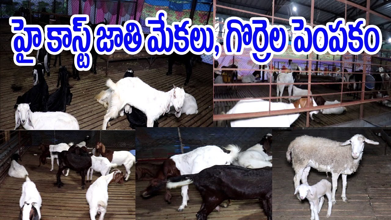 High Cost Shed Goat Farming Bangalore In Telugu 2019 | Sinchanaa goat & sheep Marenahalli Bangalore