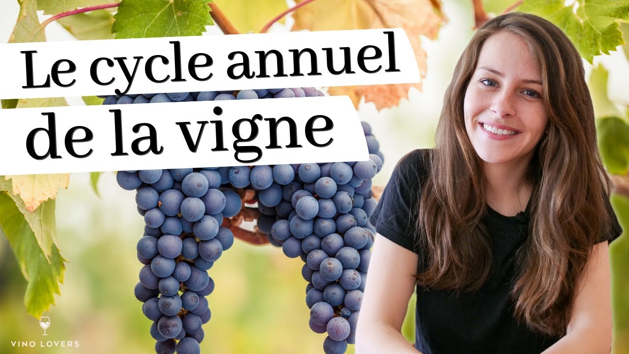 La vigne au fil des saisons : les étapes clés du cycle annuel de la vigne