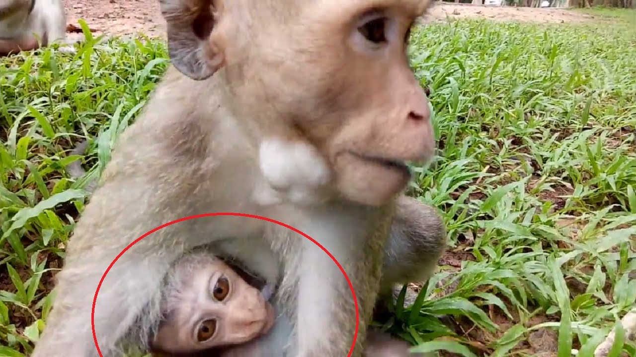 Baby Monkey Angry Big Monkey ST337