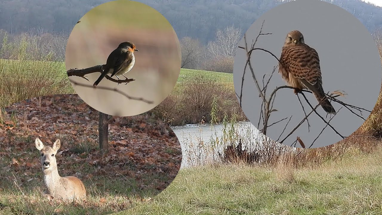 Unterwegs zur Elbe beobachtet (25.11.)