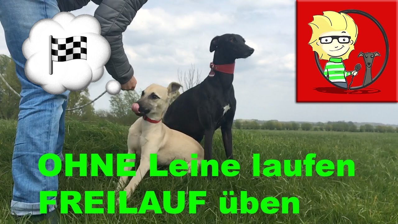 (FOLGE 16) Freilauf Hund – so hat Klein-Zorro gelernt, OHNE Leine zu laufen