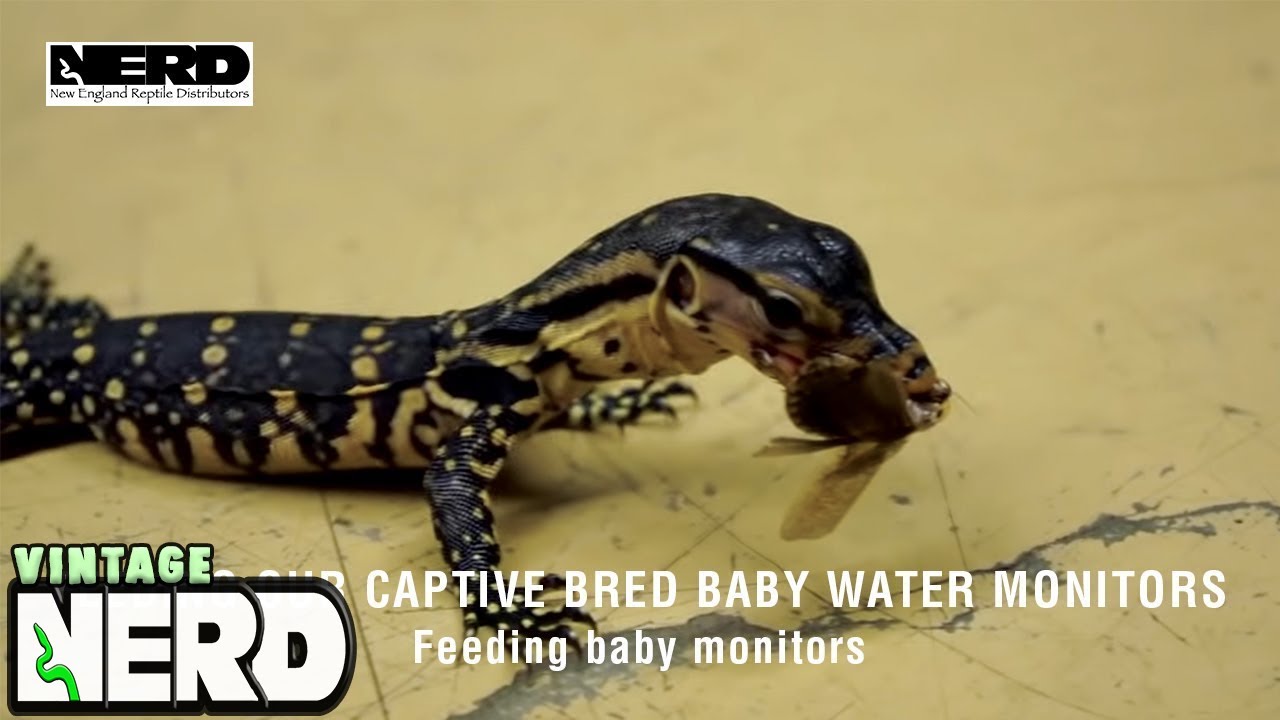 Feeding our captive bred baby Water Monitors - Feeding baby monitors