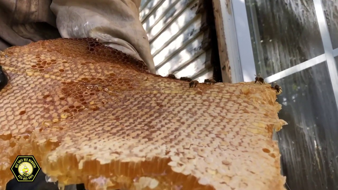 Bee Removal- Expert beekeeper removes hive from inside wall