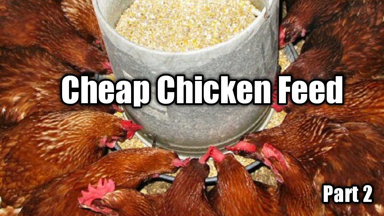 Cheap Chicken Feed Formulation Part 2