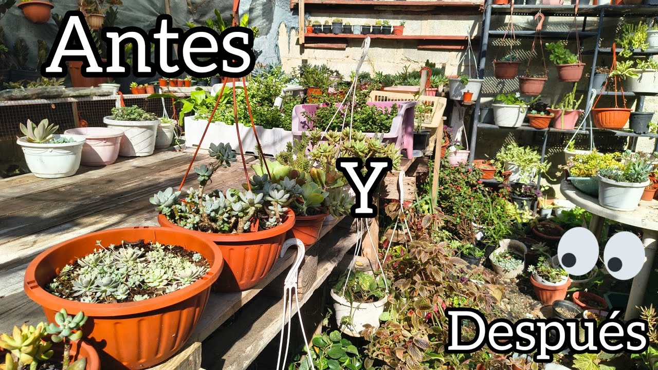Así quedó mi jardín después del arreglo.