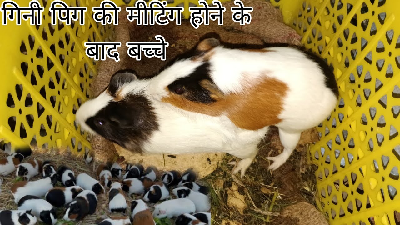 गिनी पिग मेटिंग कर लिया ⁵।  2।  2026   