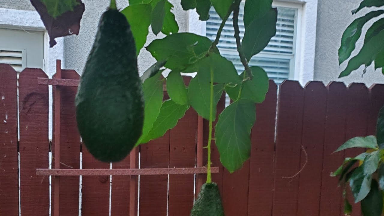 1st 🥑 Video! Bay Area 🥑Avocado🥑 Tree Update 2019 Fuerte, Mexicola, Bacon, Pinkerton, Reed & Lamb