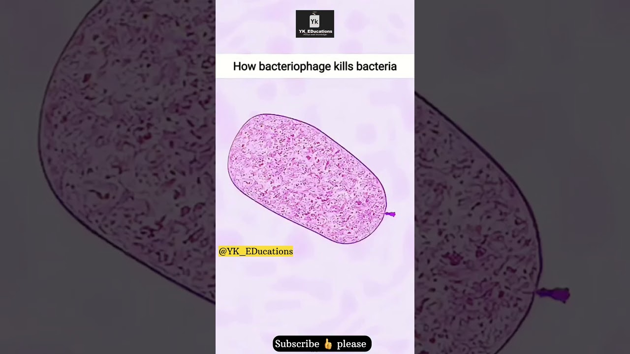 How Bacteriophage ( Virus ) kills Bacteria 🦠   #neetpreparation #motivation #animation #shots