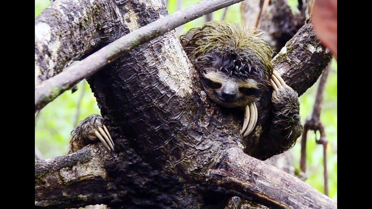 Science Today: Pygmy Sloths | California Academy of Sciences
