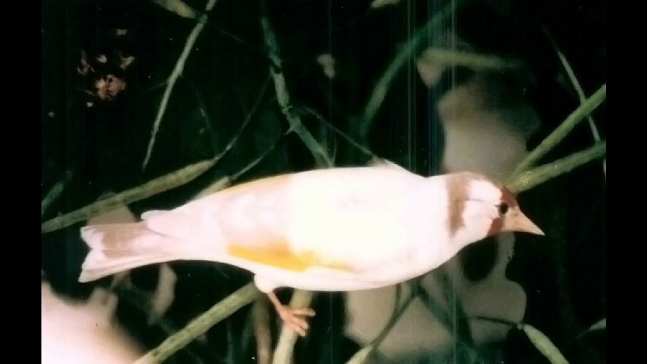 تغريد حسون مداوروش (سوق أهراس).