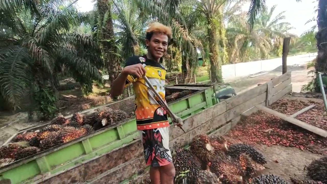 Pembalap sawit
