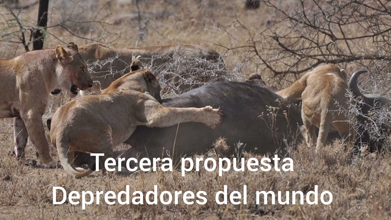 XXVII CAMPEONATO DE ESPAÑA DE RECORRIDO DE CAZA CON ARCO. 