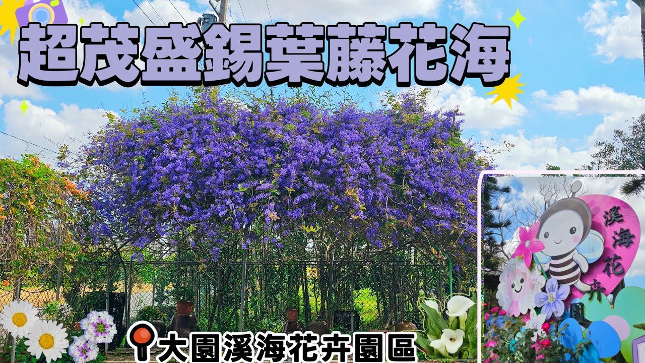 春天賞花去🌸來去賞紫色錫葉藤｜大園溪海花卉園區｜八德魚池街墨染櫻花