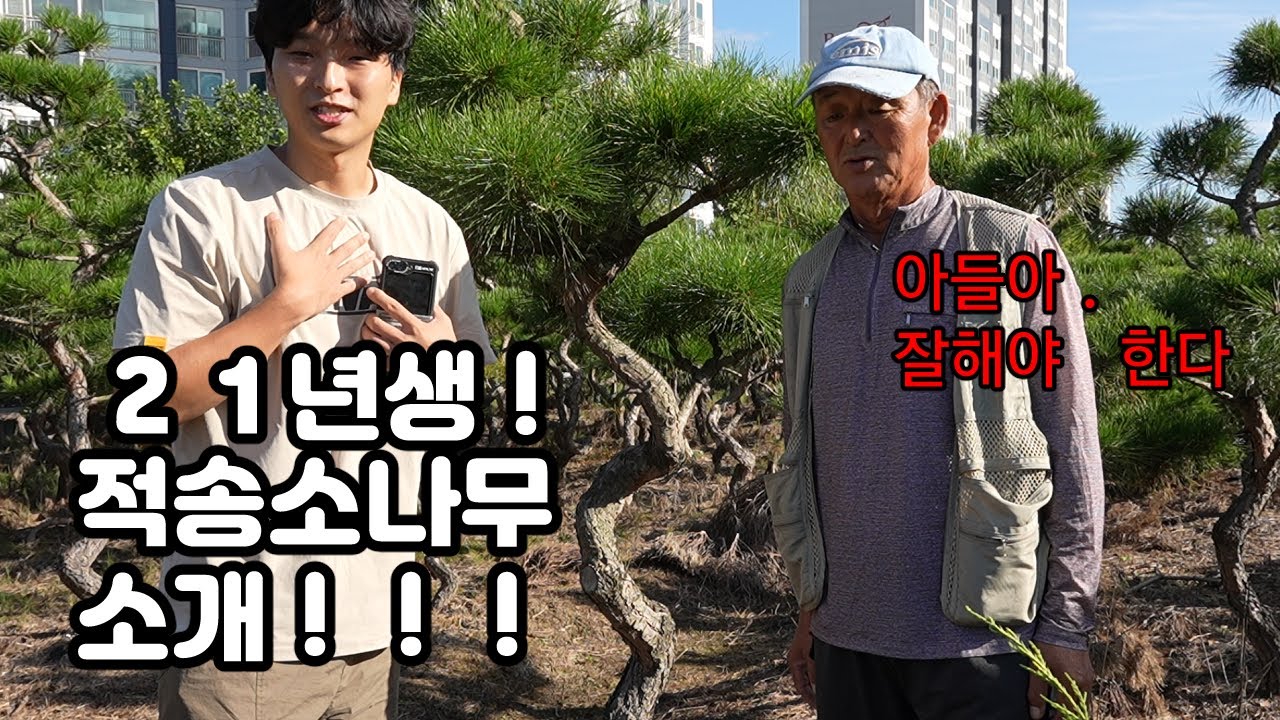 미래 소나무 나무 소개!!!!!! 적송 소나무 21년생 매력 대 공개!!!!