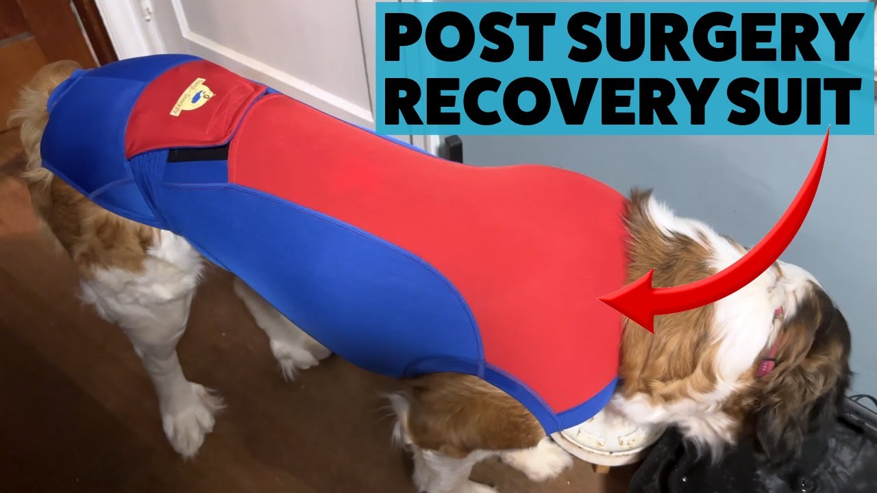 Unboxing the SurgiSnuggly Dog Surgical Recovery Suit | Ultimate E-Collar Alternative!