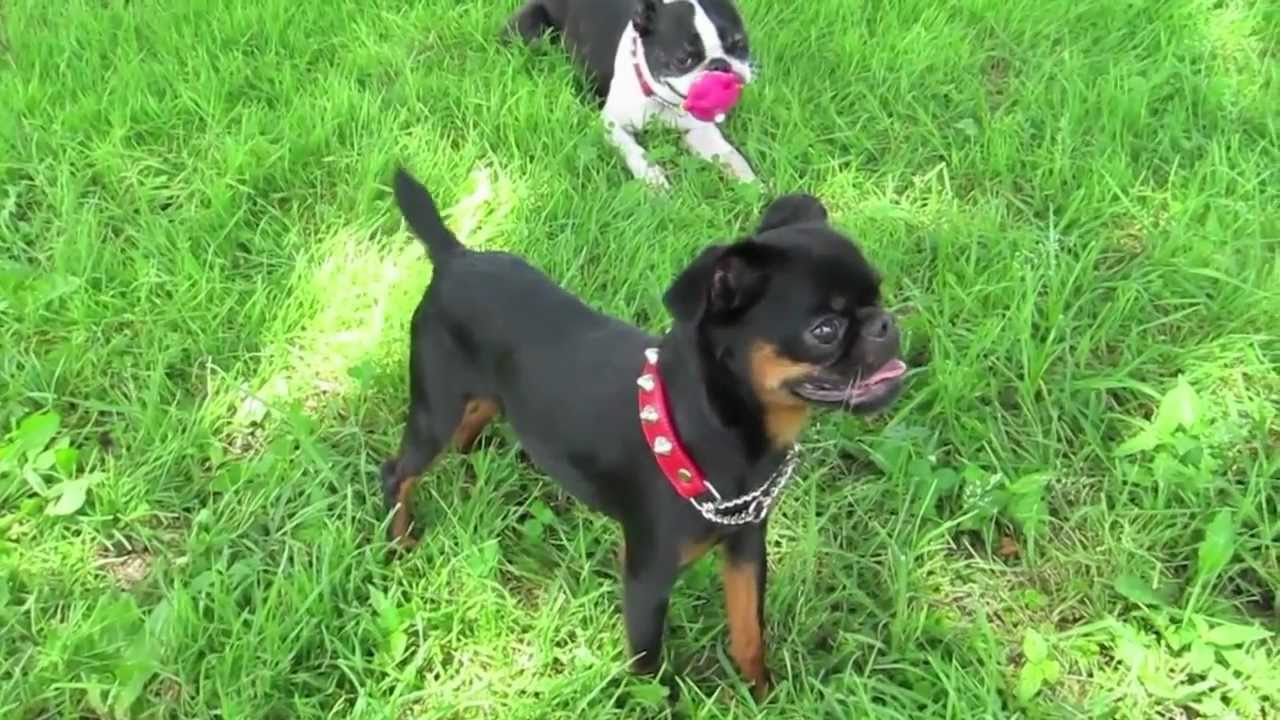 野原で遊ぼう   Let's enjoy!  Dogs on the grass.