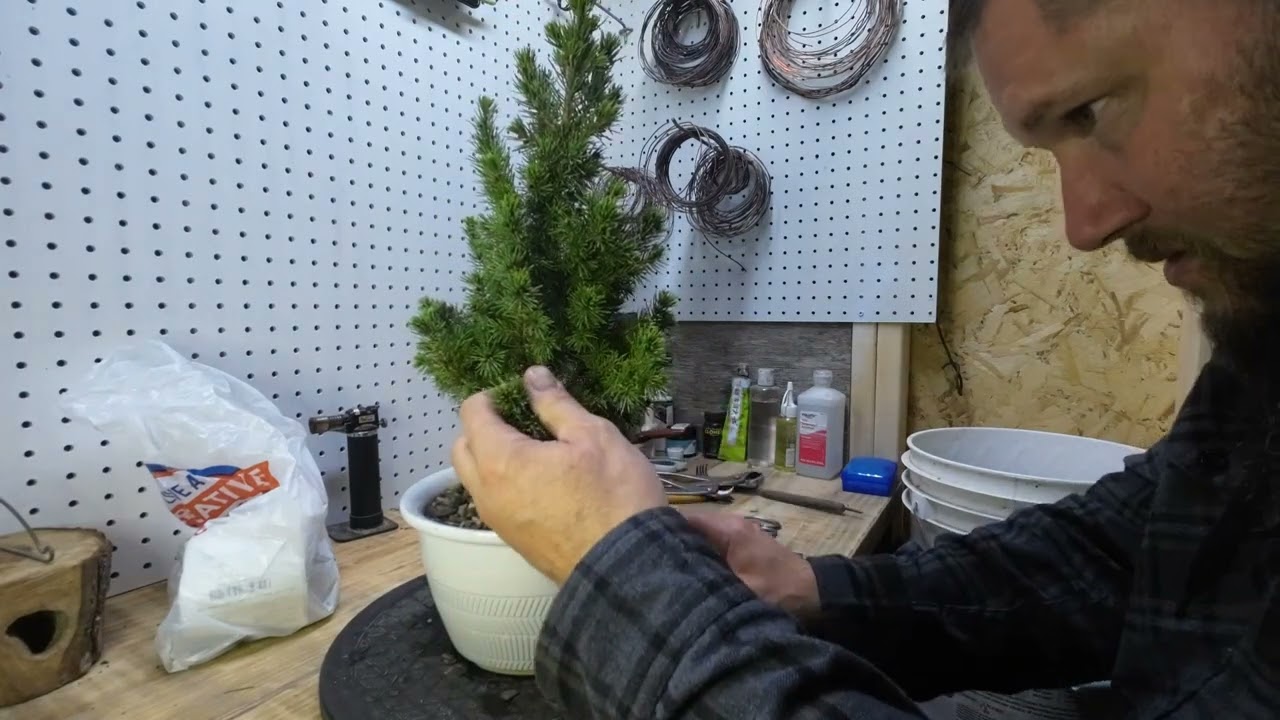 Holiday bonsai challenge @bonsaisforever @NotAnotherBonsaiChannel