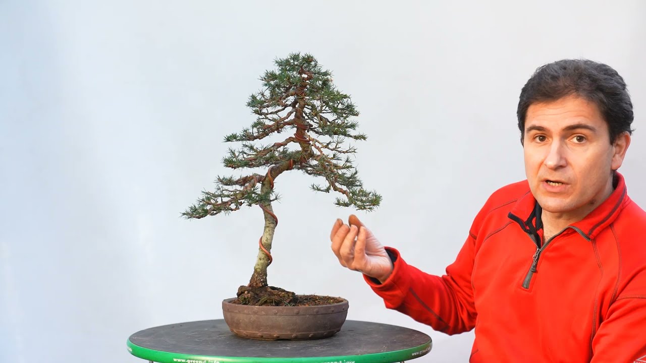 Cedrus libani