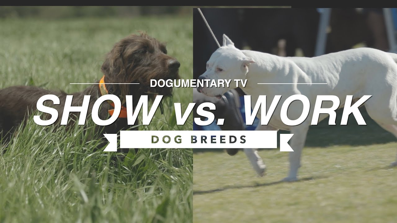 SHOW LINE VS. WORKING LINE WHICH SHOULD YOU CHOOSE?!!!