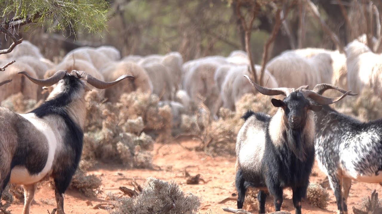 Hunting for wild goats - Rifle hunt Tikka 223 Ep21