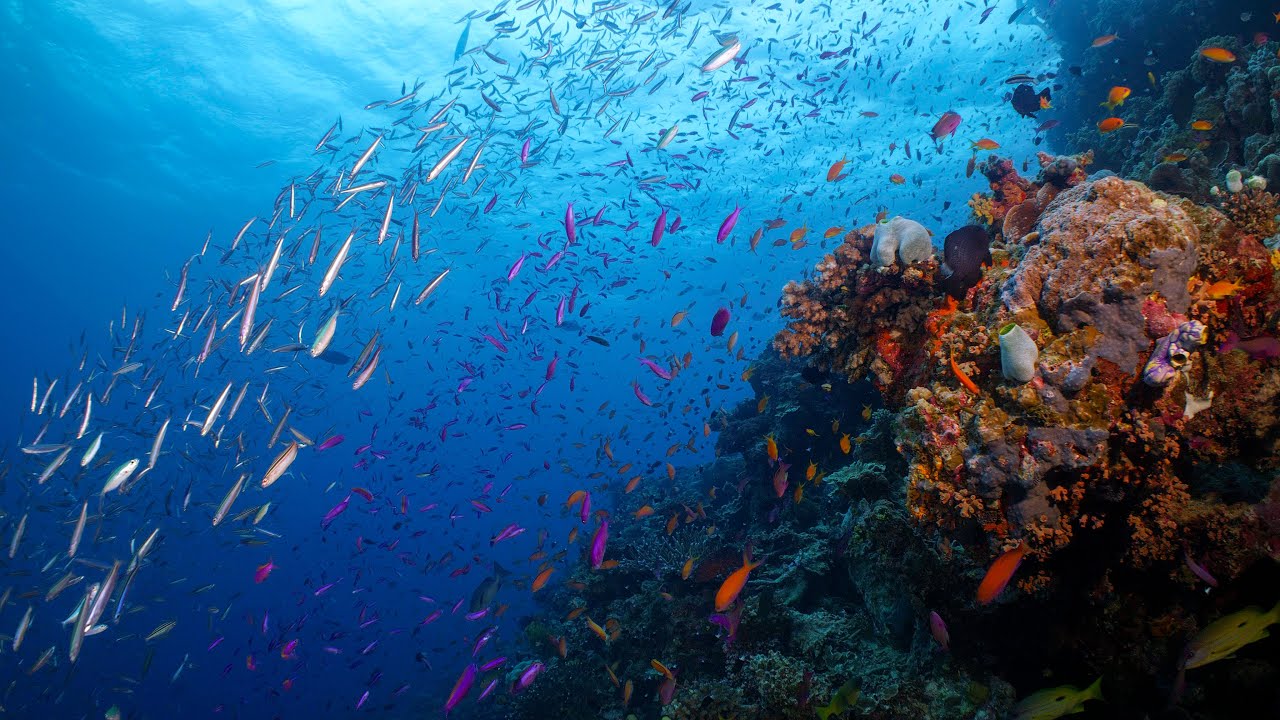 Great Barrier Reef in 8K Stock Footage Reel 8K RED RAPTOR Tom Park Films