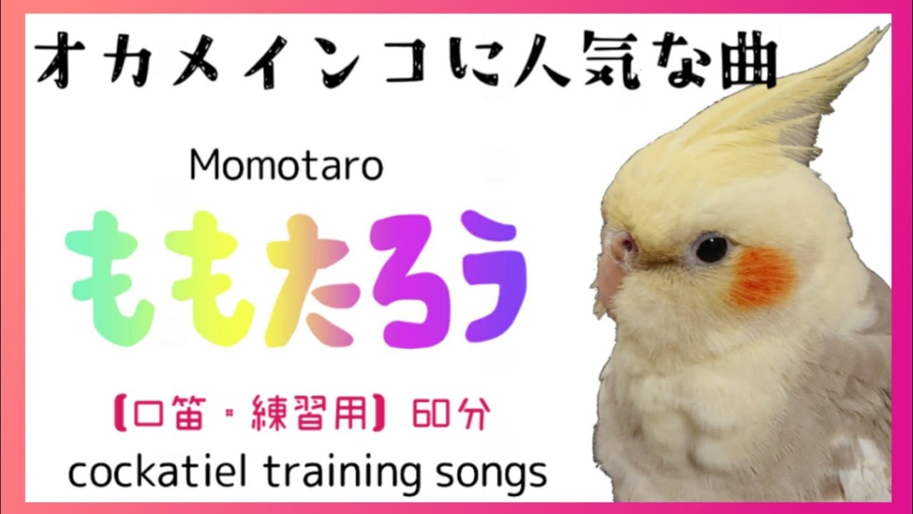 【60分 ももたろう】インコちゃんの口笛・練習用にどうぞ🐤概要欄見てね☺️Cockatiel Training Sounds💕whistle✨