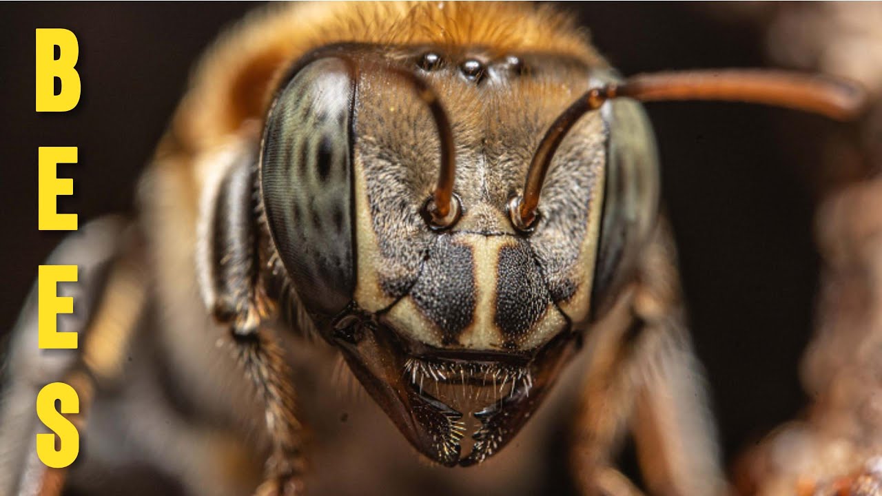 Save the Bees Fast: Urban Beekeeping’s Proven Power - Documentary