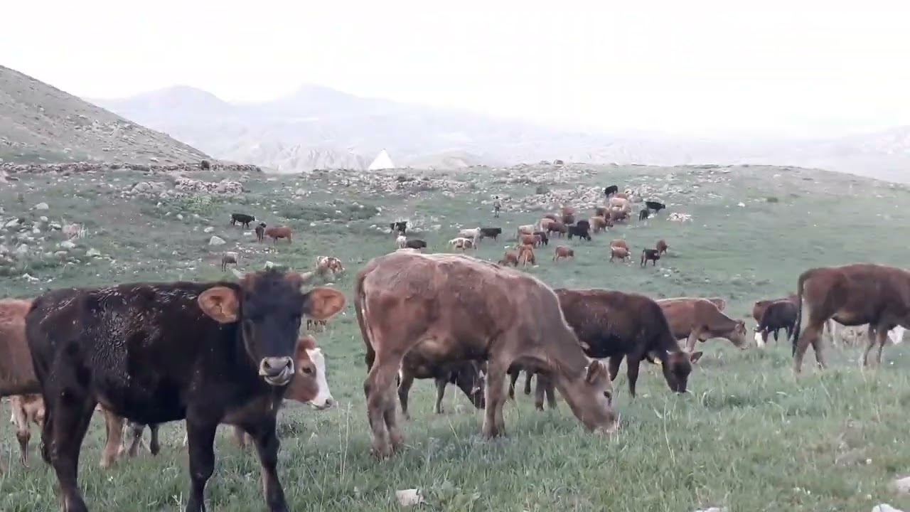 Erzurum Horasan kadıcelal köyü Salih kurt