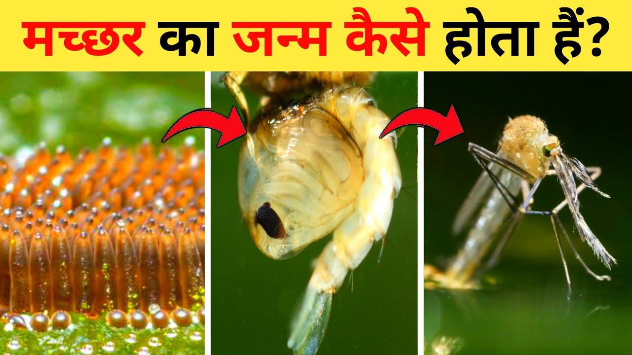 मच्छर का जीवन चक्र | Mosquito Life Cycle Video | Life Cycle Of Mosquito In Hindi | Machhar Ka Janm
