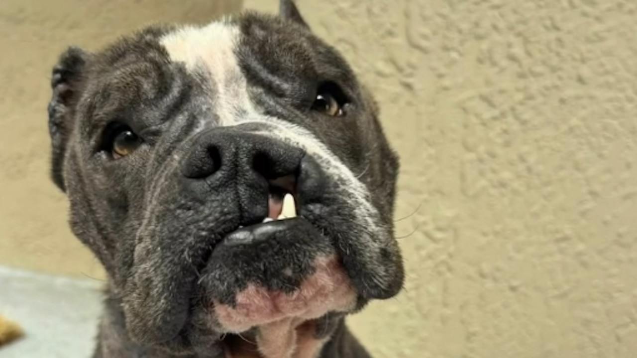 Dog wants to be babied after escaping euthanasia