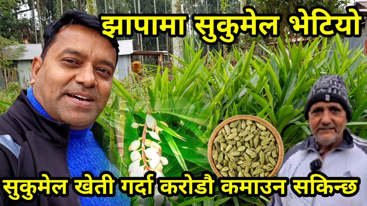 झापामा सुकुमेलको घारी भेटियो,रक्त चन्दन,अन्जिर,सेतो चन्दन एकै ठाउँमा WHITE CARDAMOM GARDEN JHAPA