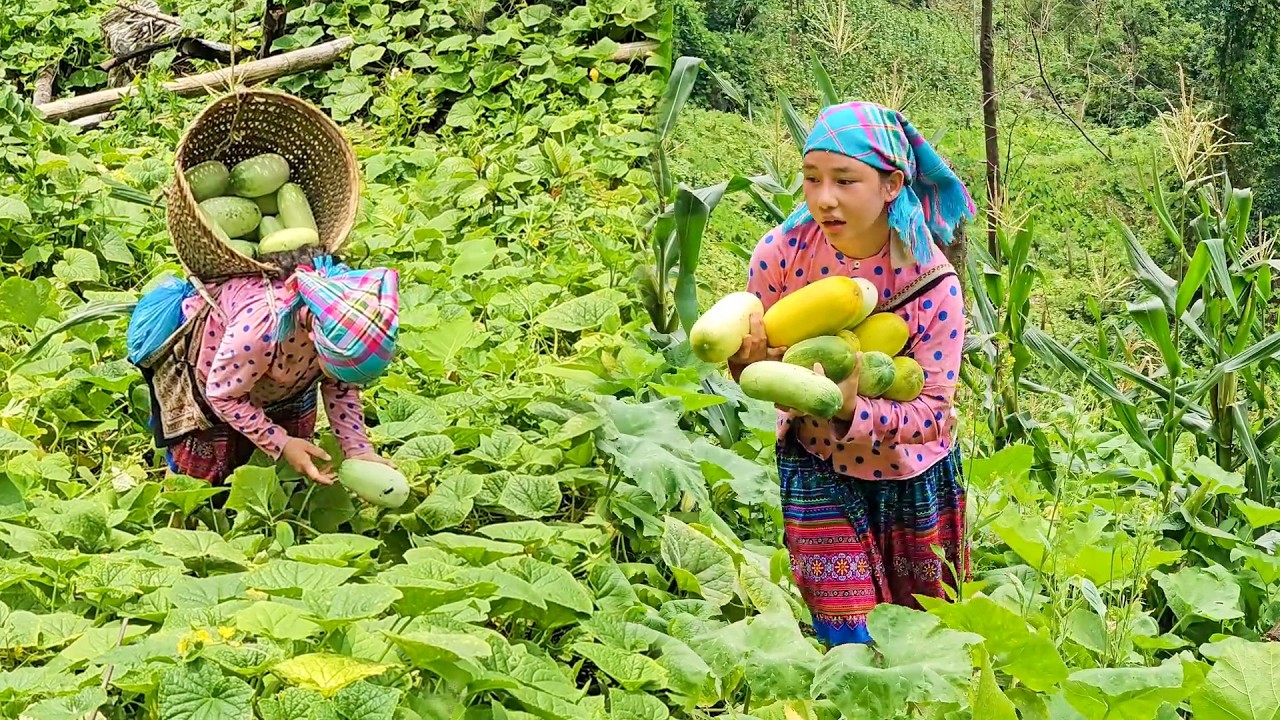 18-Year-Old Girl Collects Huge Cucumbers from Cat People Garden to Bring to Market