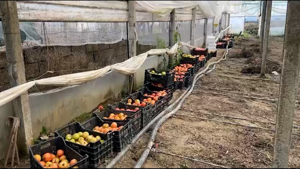 Ulja e temperaturave shkakton dëme kolosale në prodhimin e domateve në Patos| News 24