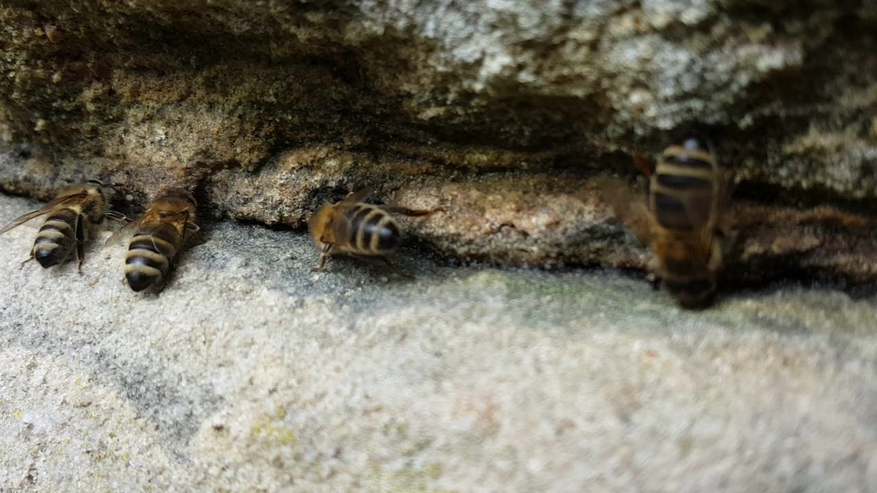 Bienen beim Wasserholen am Sandsteinfelsen 1