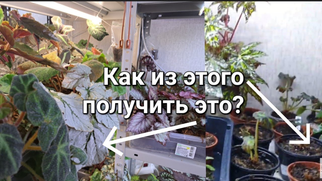 Бегонии. Секреты ухода.