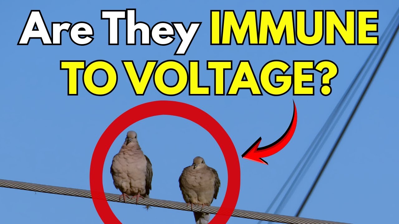 Why don't birds get electrocuted when sitting on high voltage lines?