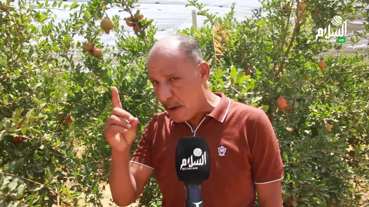 من بسكرة إلى العالم 🌍 رمان جزائري عالي الجودة موجه للصناعة التحويلية