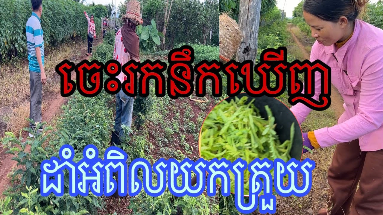 កសិករមួយនេះឆ្លាតមែនទែនដាំអំពិលយកត្រួយលក់