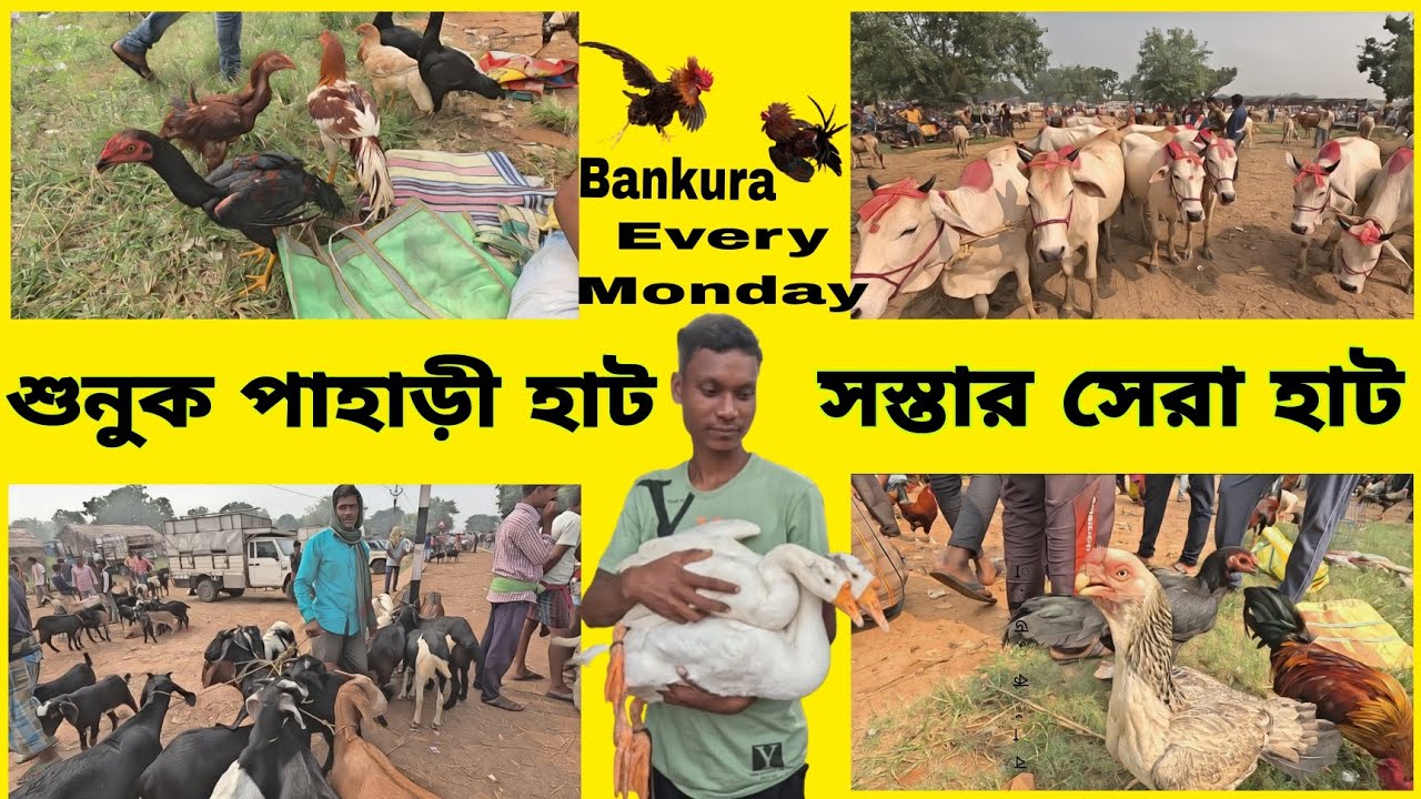 শুনুক পাহাড়ি হাট || সস্তার সেরা হাট,এত কম দামে মোরগ ছাগল গরু 😱 সম্পূর্ণ ভিডিও with @achenaporshi