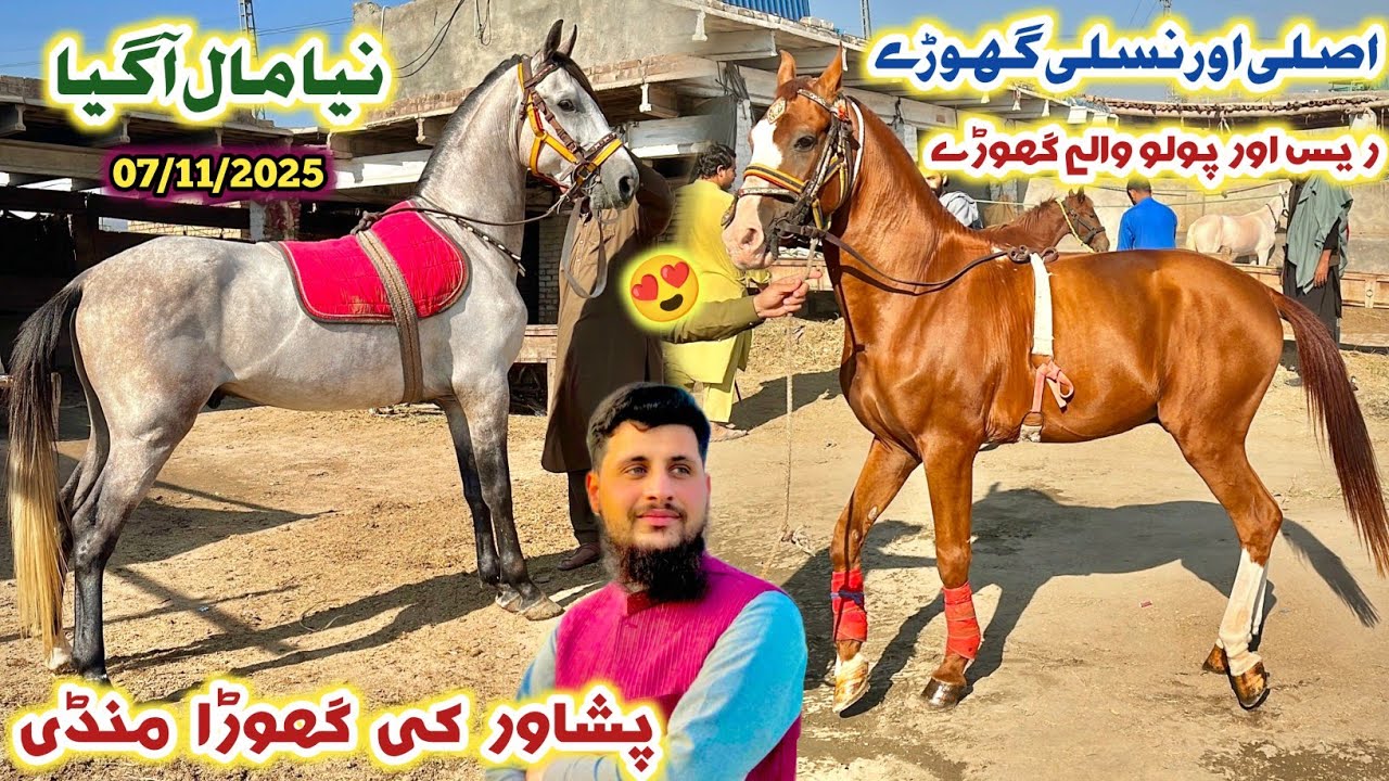 Horse Market Peshawar New Stock Arrived Latest Updates 07/11/2025 | Desi Marwari Breed | Izhar Ali 