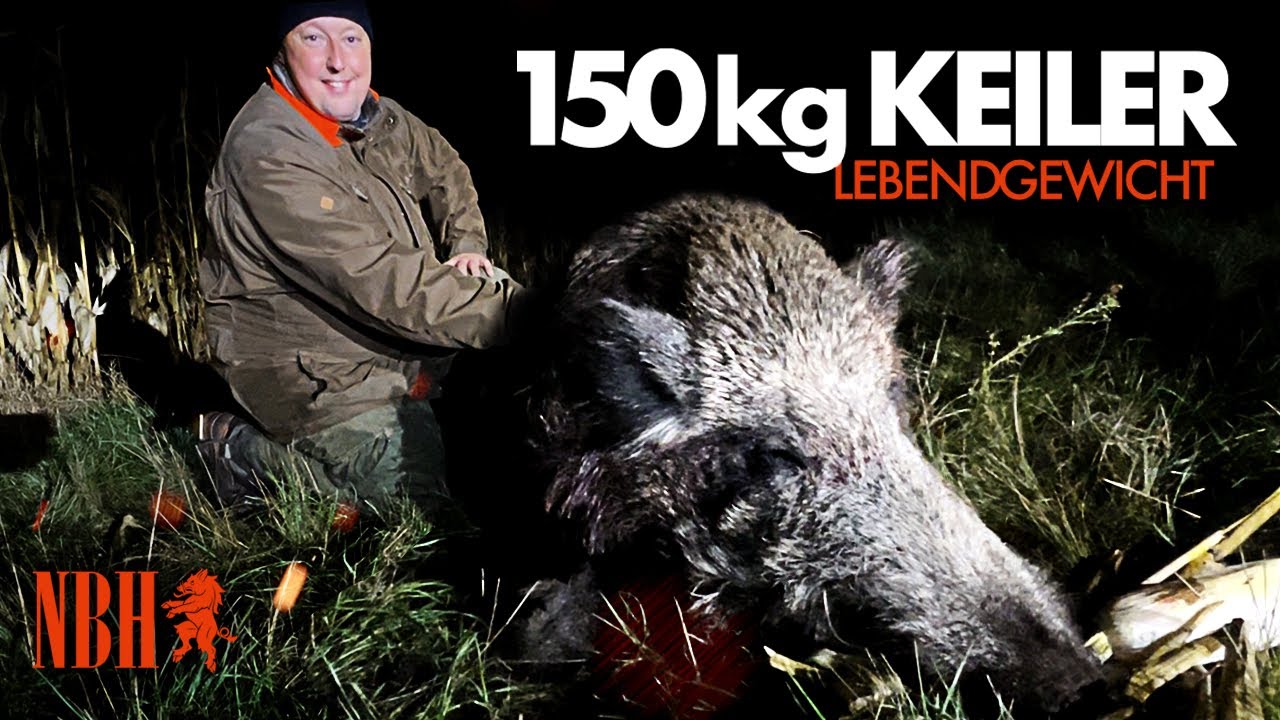 🇩🇪 KEILER-GIGANT 150kg Lebendgewicht ⁉️ Der Mais 🌽 wurde zum Verh&auml;ngnis. Wie hat es Stocki gemacht?