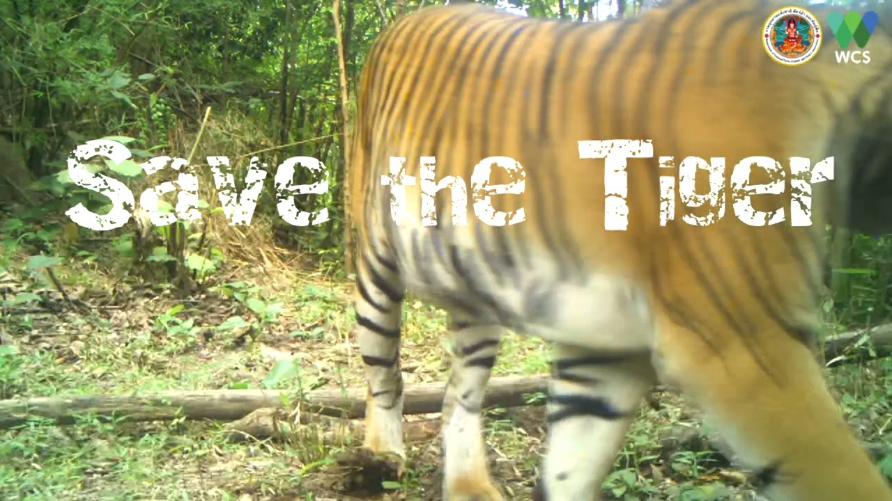 Save the Tiger | Global Tiger Day 2024 To be continue