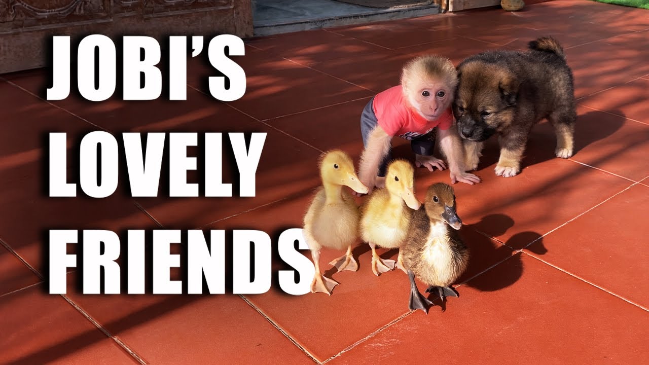 Dad HUNG Is Away | An Unexpected Reunion of JOBI, LUCKY, and the Little Ducklings 🐒🦆