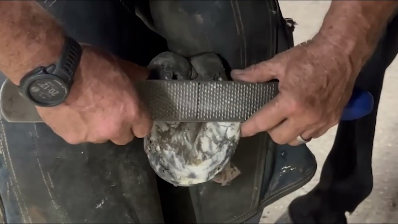 Farrier Demonstrates the Process of Trimming and Shoeing a Dressage Horse from Start to Finish