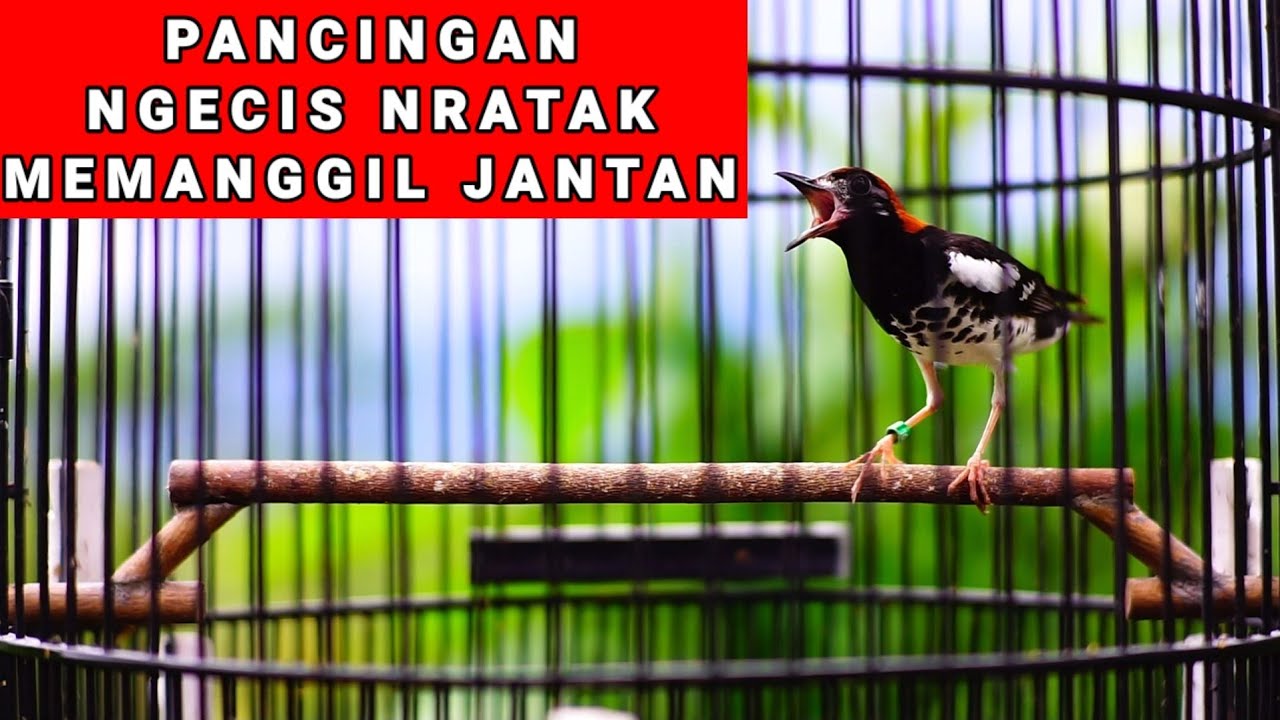 Pancingan anis kembang memanggil jantan ngecis nratak.