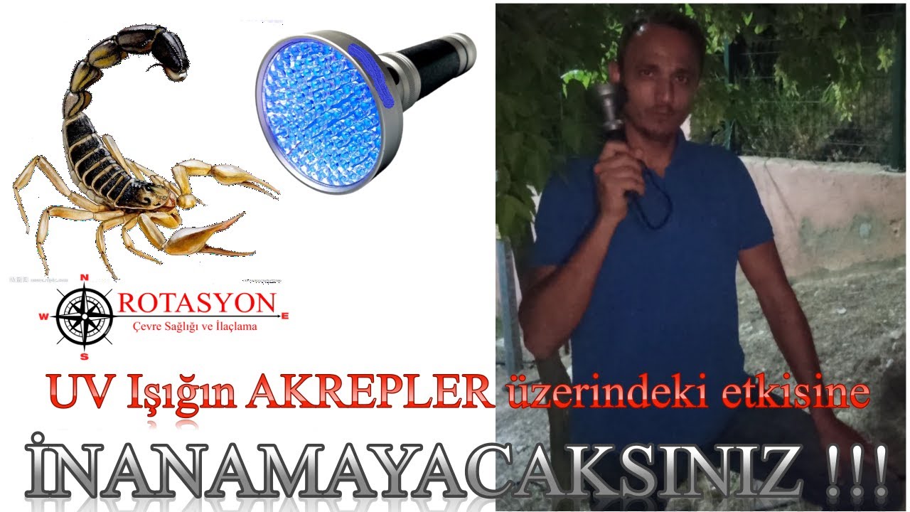 ultraviyole el feneriyle AKREP avındayız