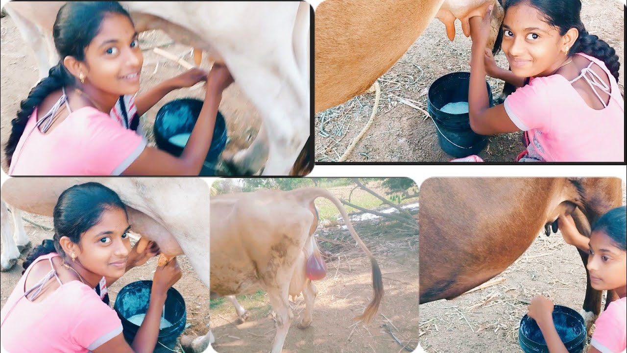 கன்றுக்குட்டி🐄🐮 இல்லாமல் பால் கறக்கும் ❤❤vlog/cow milking by hand video/புதுவரவு வரப்போகுது